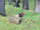 image of grave number 556413